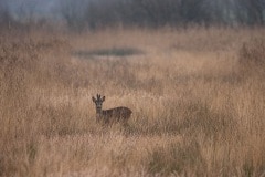 Ree in de vroege ochtend bij Ossenzijl