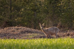 Ree in wintervacht