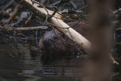 De bever zat lekker te knagen