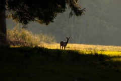 Een ree bij zonsopkomst