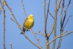 geelgors (Emberiza citrinella) zat lekker te zingen