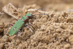 groene zandloopkever (Cicindela campestris)