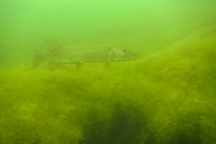 snoek (Esox lucius)