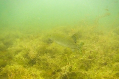 snoek (Esox lucius)