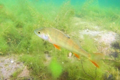 baars (Perca fluviatilis)