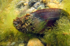 zwanenmossel (Anodonta cygnea)