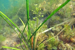 waterplanten