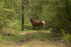 hert (niet vliegend)