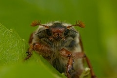 meikever (Melolontha melolontha) toch ook erg mooi