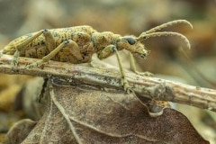 vermoedelijk Grote ribbelboktor (Rhagium sycophanta)