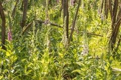 ook de Vingerhoedskruid (Digitalis purpurea) groeit dit jaar welig