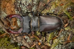 daar is hij dan, een vliegend hert man (Lucanus cervus)