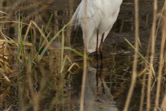 grote zilverreiger (Ardea alba alba)