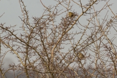 graspiepers (Anthus pratensis)