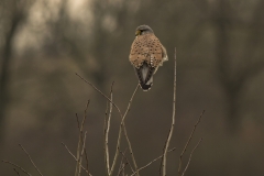 torenvalk (Falco tinnunculus) mannetje