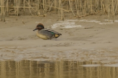 wintertaling (Anas crecca) man