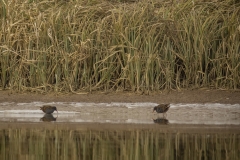 waterrallen (Rallus aquaticus)