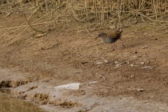 waterral (Rallus aquaticus)