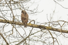 buizerd (Buteo buteo)