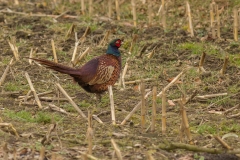 fazant (Phasianus colchicus) mannetje