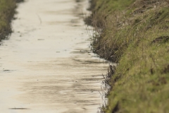 Zoekplaatje watersnippen (Gallinago gallinago)