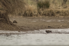 waterral (Rallus aquaticus)