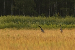 Kraanvogel (Grus grus) - Białowieża, Polen