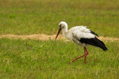 Ooievaar (Ciconia ciconia) - Białowieża, Polen