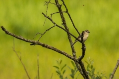 Grauwe klauwier (Lanius collurio) - Białowieża, Polen