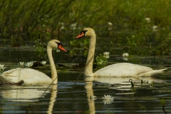 Knobbelzwaan (Cygnus olor) - Biebrza, Polen