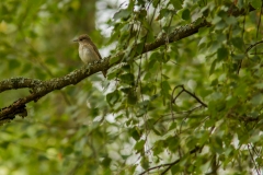 Grauwe vliegenvanger (Muscicapa striata) - Зубачи, Belarus