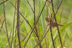 Geelgors (Emberiza citrinella) - Зубачи, Belarus