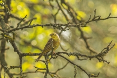 Geelgors (Emberiza citrinella) - Зубачи, Belarus