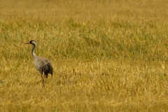 Kraanvogel (Grus grus) - Белавежская пушча, Belarus