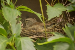 Grauwe vliegenvanger (Muscicapa striata) - Wrócen, Polen