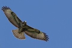 Buizerd (Buteo buteo) - Białowieża, Polen