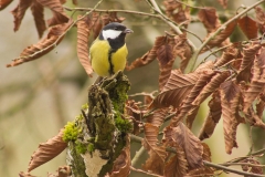 Koolmees (Parus major) - Mormont, België