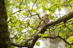 Vogels (4) - Ede