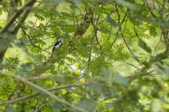 Grote bonte specht (Dendrocopos major) - Eifel, Duitsland