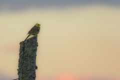 Geelgors (Emberiza citrinella) - Białowieża, Polen