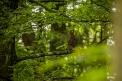 Hazelhoen (Tetrastes bonasia) - Białowieża, Polen