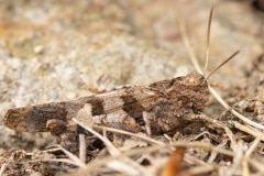 blauwvleugelsprinkhaan (Oedipoda caerulescens) in de tuin