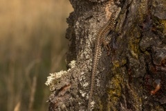 muurhagedis (Podarcis muralis brongniardii)