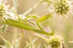 Europese bidsprinkhaan (Mantis religiosa)