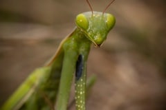 De Europese bidsprinkhaan (Mantis religiosa) die tegenwoordig ook wel eens in Nederland wordt waargenomen.