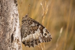 De witbandzandoog (Brintesia circe), met een spanwijdte tussen de 68 en 82 millimeter is het een van de grootste dagvlinders van Europa.