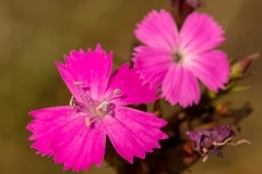 steenanjer (Dianthus deltoides) de kleur van deze bloemen zijn ongelooflijk fel.