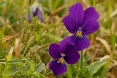 het Gele viooltje (Viola lutea) uit de Vogezen en de Alpen. Viola lutea ssp. lutea komt tegenwoordig nog voor in de Alpen, Vogezen, in Sudeten en de Steiermark. Dit Gele viooltje is niet altijd geel. Bij de Hohneck in de Vogezen komt het ook in blauwe kleur voor.