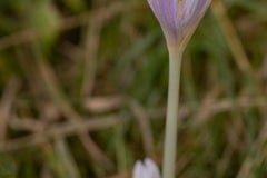 herfsttijloos (Colchicum autumnale) in het wild, deze plant bevat de giftige stof colchicine.