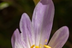 herfsttijloos (Colchicum autumnale)